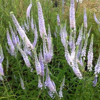 Veronica londifolia Sky Blue (1542)